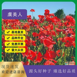 Flower Seeds Wholesale Poppy Seeds Flower Sea Scenic Spot Beautiful Island Poppy Seeds Gardening Flower Seeds