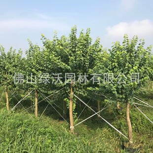 ����14-15����ȫ�ڌm�����G���ɻ��ʺܸߵļ�ֲ��