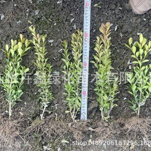 ���ش������l�����S����S��С�~�S�������G��С�^�G�����@