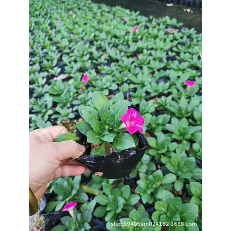 Фуцзянь база цветок Садоводство Лето фиолетовая Роза красная нить красная гликовая нить красная Гвоздика нетерпелива саженцы благовония Зверь