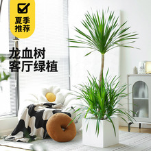 ��Ѫ��͏d�Gֲ��횘������k���ҸߗU����ֲ�����F���҃ȴ������