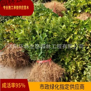 Melon Seed Boxwood Greening Seedlings, Non-Leafing Color Block Seedlings, Home Nursery Direct Sales Wholesale, Small Leaf Boxwood Seedlings Wholesale