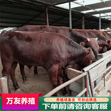 純種利木贊牛種牛小牛犢育肥肉牛架子牛價格成年懷孕母牛種公牛