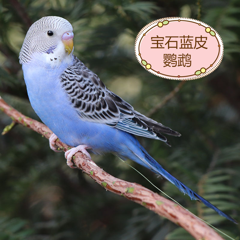 사용법을 가르쳐줄 사파이어 블루 가죽(Bao Xue)