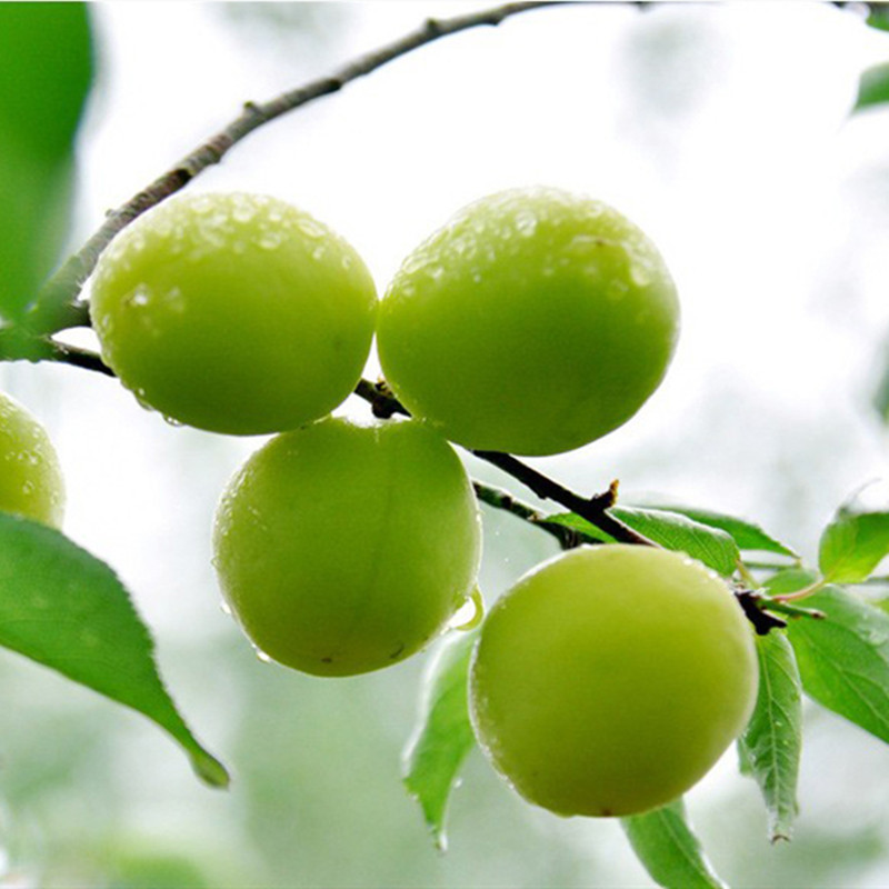 青梅苗树苗青口梅酸梅苗乌梅种植梅子树嫁接李子树苗南方当年结果