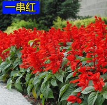 正宗矮串红种子宿根花种盆栽易活花籽一串红种子耐寒矮生花种籽子