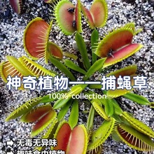 ��ω���i�\��ʳ�x��ʳ�˻���òݲ��ò�ʳ�òݲ��x��Ȥζ����