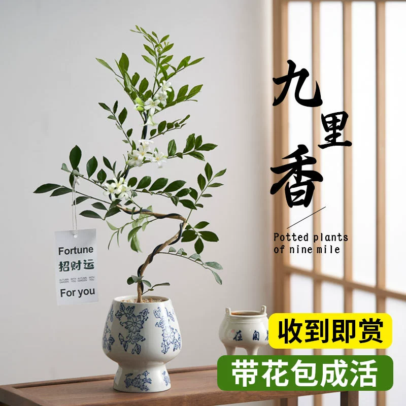 Офисный настольный зеленый декоративный горшок с высококачественным дизайном, с цветами и растениями для любого сезона.