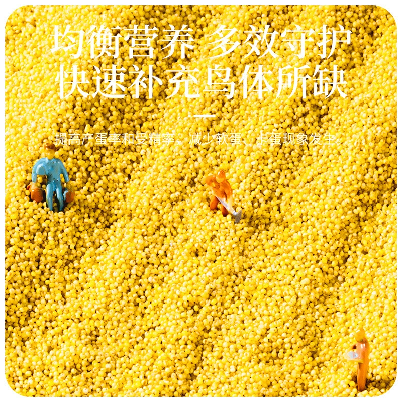 Яйцо просо Яйцо, рис, попугай, размножение корма