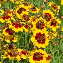 ĿշNӽuȸ̨ͥԺԻGͺl