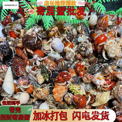 蟹活物入门寄居蟹观赏蟹深紫懒人灰白紫陆陆生新手蟹观赏蟹宠物|ru