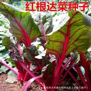 �t���_�˷N�����~�˷N�Ӽt����ƤţƤ�˼t�~���˷N���̨ͥԺ