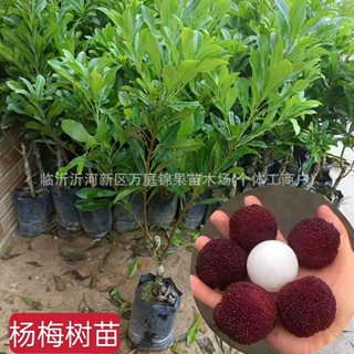 嫁接东魁杨梅树 树苖黑高峰杨梅苖 南北方种植盆栽果树苖当年结果