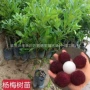 盆栽东魁种植嫁接杨梅树