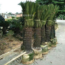 �F������ͥԺ�T�ژ����ͺ��ͺ�ֲ���̨�����҃���͏d����ʽ�辰