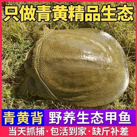 西式糕点;膨化;传统糕点