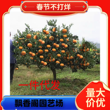 �o��ɳ���٘���ɰ�����Ә������Ե��Խ��Ә����Ϸ��������Ә����