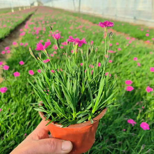 �Wʯ�������ʯ���ļ����G�ݻ�ͥԺ�G���ͺ��ͺ��׻��������ƺ