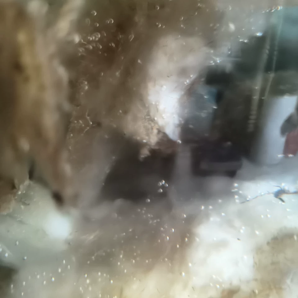 Оптовая продажа грибов Тай Суй (мягких грибов) дикого происхождения.