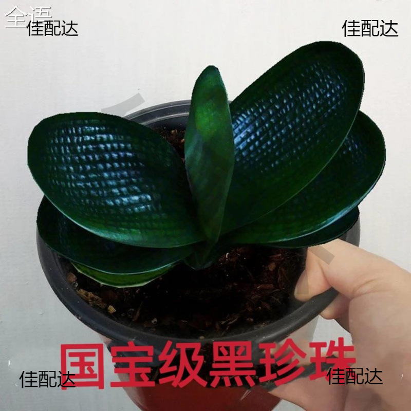 君子兰旗舰店一叶苗精品麻脸珍珠王宽叶短叶圆头和尚名贵高端