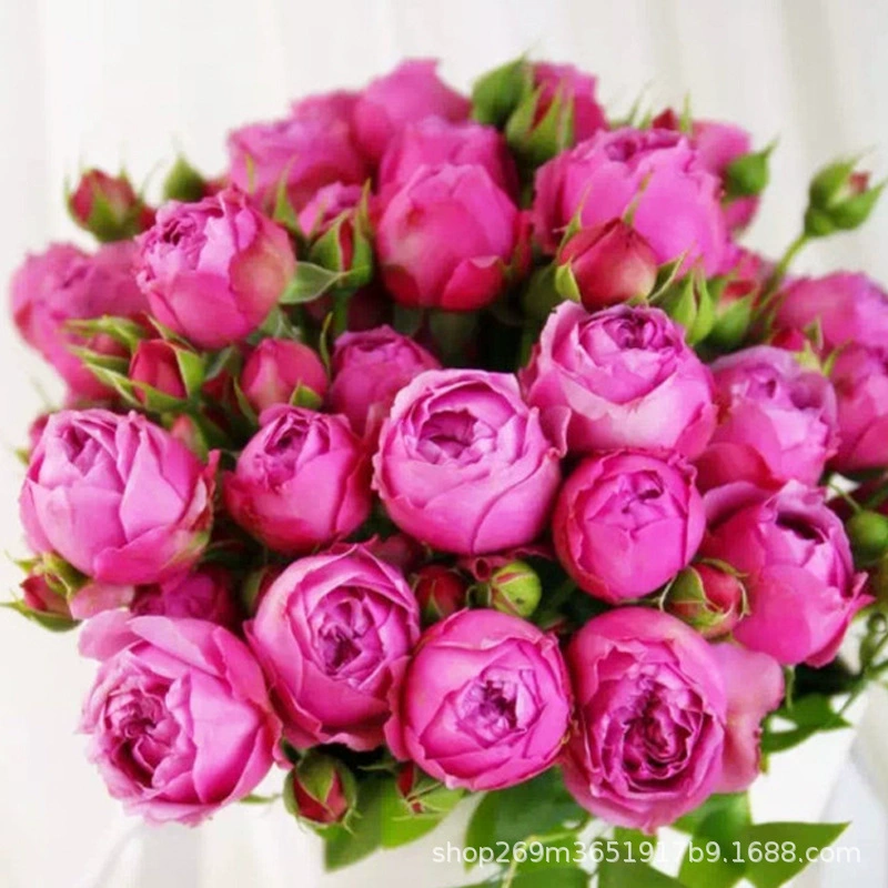 Рассада Европейской розы Рассада с несколькими головками Туман Пузырьковая рассада роз Четыре сезона Рассада роз Свежесрезанный цветок