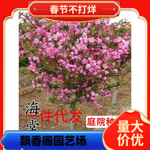 ���Ę���ͥԺ���ԸߗU�������Ĵ��z���Ļ��ͺ�ֲ�ﻨ��������