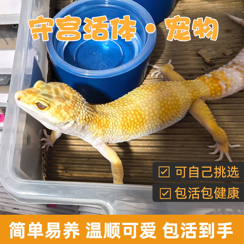 豹纹守宫蜥蜴新手入门懒人网红宠物可爱爬宠异宠温顺幼体易养小型