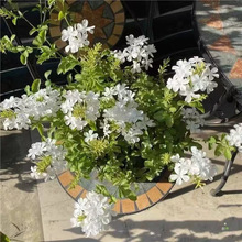 ��ѩ�������{ѩ���tѩ��ͥԺ�̨�����������͟Ứ���L���B����]