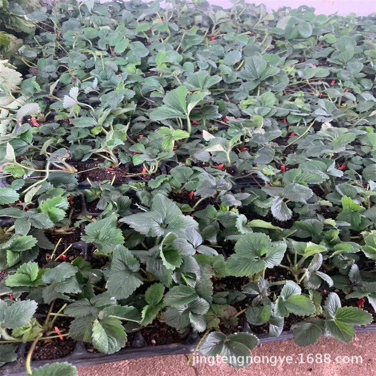 草莓苗