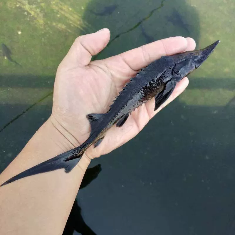 [Сильная холодостойкость] Струян, щука и драконья рыба, хрящевые пресноводные декоративные рыбы, съедобные в холодной воде, крупные китайские