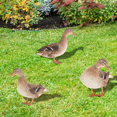 YKLU071亞馬遜立體庭院野鴨子亞克力鏡面yard art花園戶外裝飾品