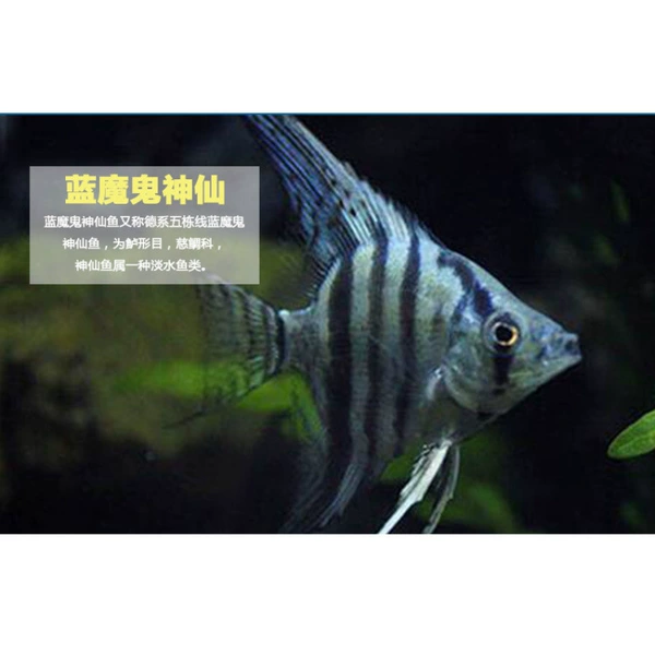 Blue Devil Fairy 3-4 cm