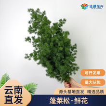新鲜蓬莱松鲜花切枝云南基地直发婚庆布置花材绿植造景圣诞松枝