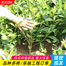 ���K�G��������������l С�~�d�ӻ����  ë��  ���� Ҏ���Rȫ