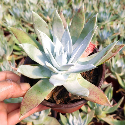 雲南多肉雪山仙女杯老樁群生木質化控養精品陽台樓頂露養辦公家具