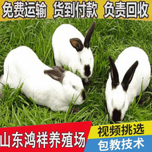 鸿祥长期批发伊拉肉兔种兔一月一窝出售成年活物兔子肉兔价格从优