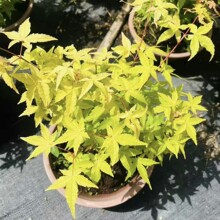 批发直售 黄金枫 盆栽苗室内外阳台盆栽观叶植物