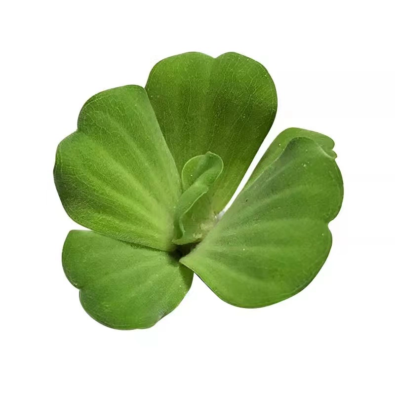 Водный гибискус, водный гиацинт, водные растения, очистка воды в прудах для рыб, оксигенация растений, настоящая трава, разведение черепах в помещении и на открытом воздухе, разведение рыбы, древние методы