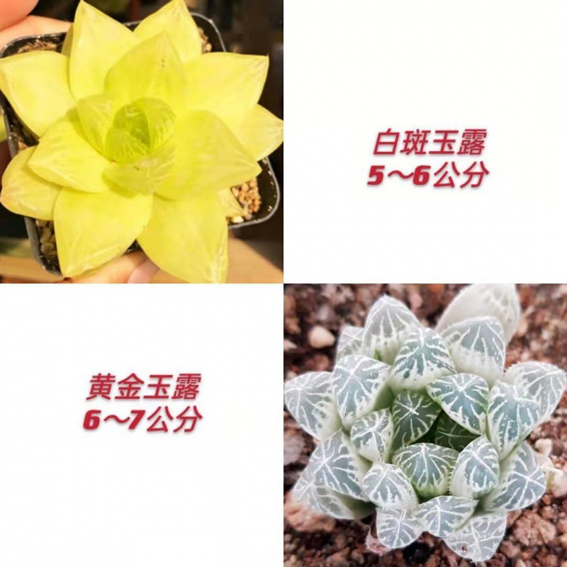 황금옥이슬 + 백점옥이슬 (포장돌 보내기)