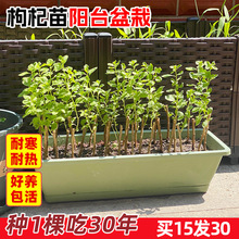 枸杞树苗食用枸杞叶苗绿植盆栽南方药材种植苗阳台菜苗批发秧苗