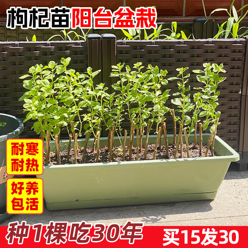 枸杞树苗食用枸杞叶苗绿植盆栽南方药材种植苗阳台菜苗批发秧苗