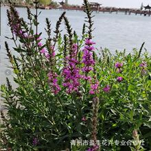 ˮ��ֲ���޸�����ǧ���˲ݻ� ���ݻ��ܻ��غӵ������ ǧ��������