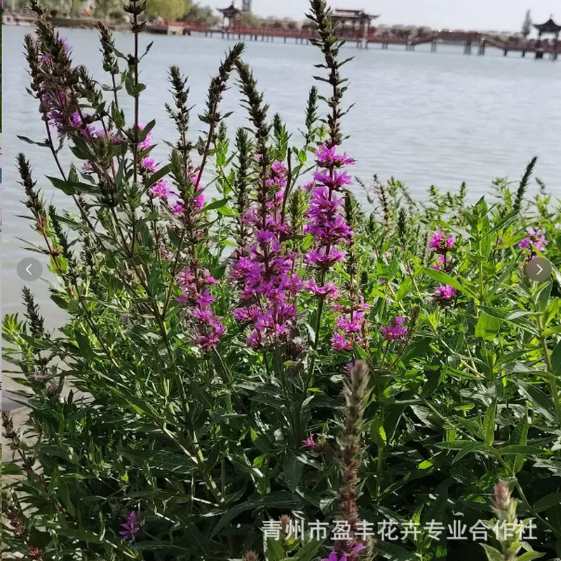 Водные растения, многолетние растения, цветы травы водного гиацинта, речные мокрые почвы Цинчжоу, рассада цветов, горшечные растения водного гиацинта