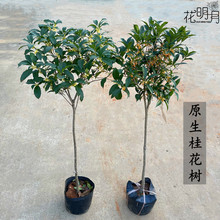 𻨴Ϙ㻨ܳԭߗUļ҃ͥԺ