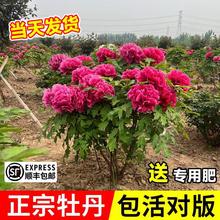 正宗大花牡丹花树苗盆栽老桩四季好养活植物庭院阳台室内绿植花卉