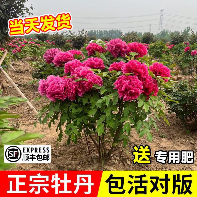 Authentic Large-Flowered Peony Saplings Potted Old Piles Are Easy to Maintain Plants in All Seasons, Courtyard Balcony Indoor Green Plants and Florals Authentic Large-Flowered Peony Saplings Potted Old Piles Are Easy to Maintain Plants in All Seasons, Courtyard Balcony Indoor Green Plants and Florals