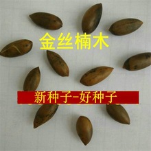 金丝楠木种子四川小叶楠细叶金丝楠紫桢楠南木名贵红木树籽