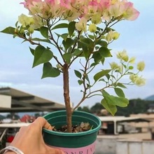 �ڻ�����÷�����Ϙ��ͺ�����ֲ���ذ��ļ��_������ͥԺ�^�����̨