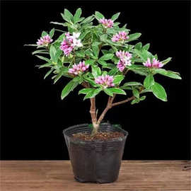 金边瑞香大苗盆栽浓香耐寒花卉室内外观花植物开花大小苗包邮