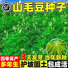 山毛豆种子护坡固土绿肥牧草灌木草籽白灰山毛豆种籽道路绿化工程
